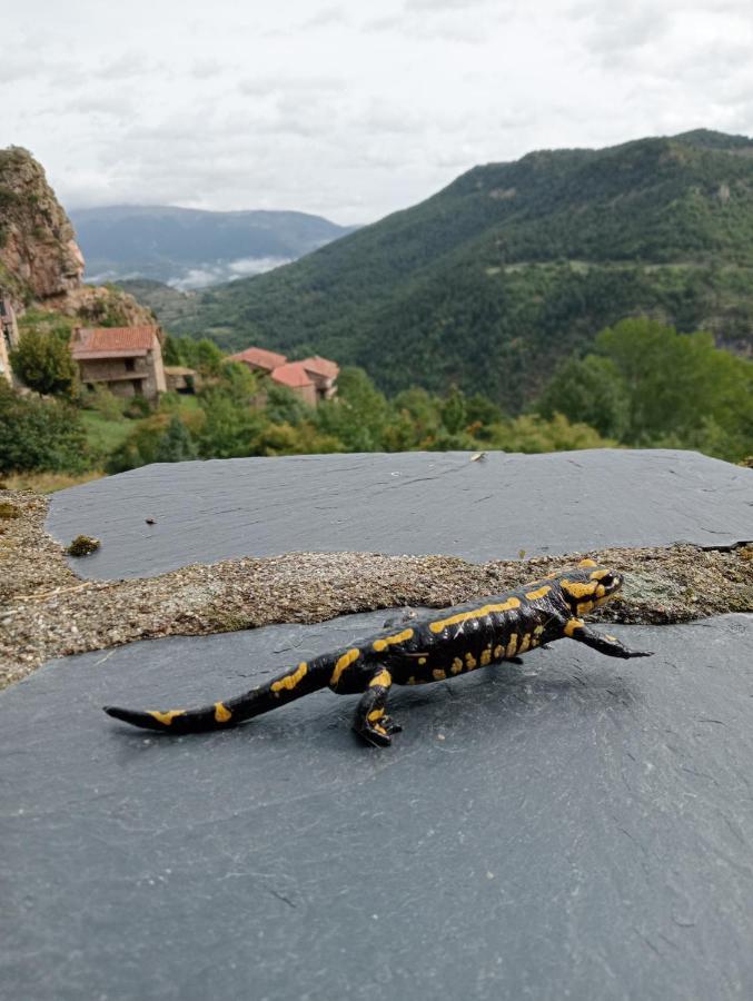 Cal Ferrer Habitatge Rural Villa Cava Bagian luar foto